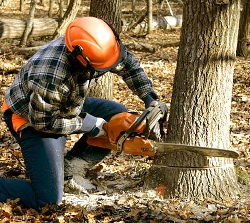 Tree Removal in Houston, DE